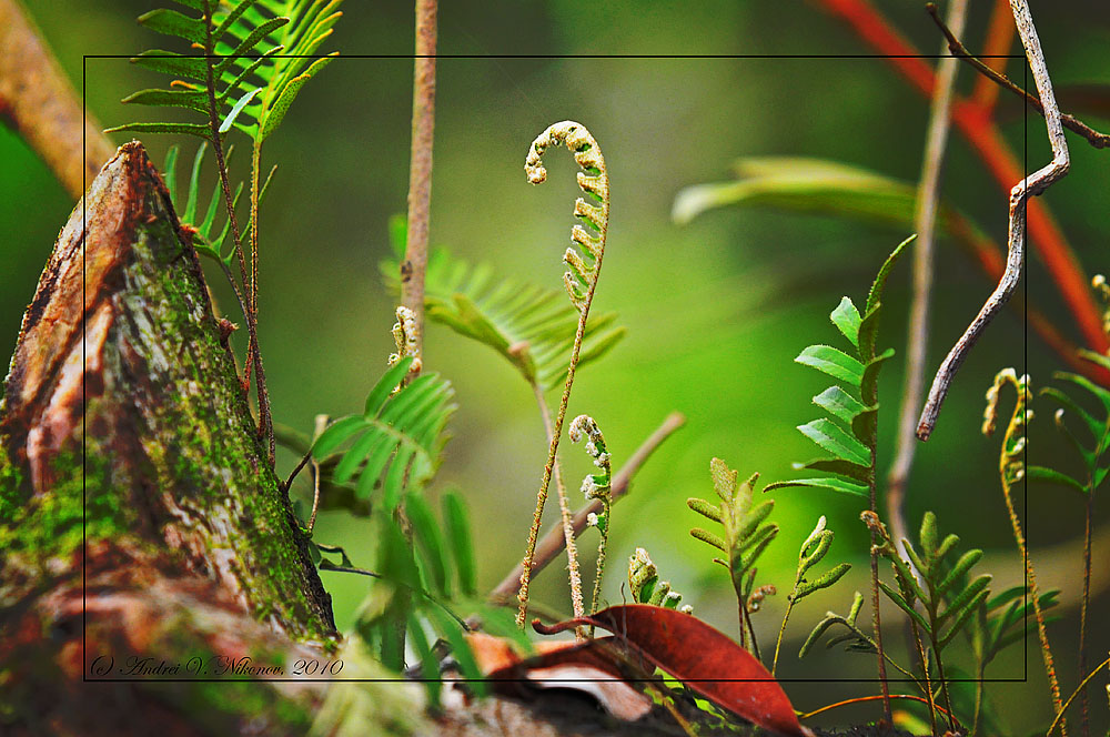 photo "The wood's brotherhood" tags: nature, macro and close-up, flowers