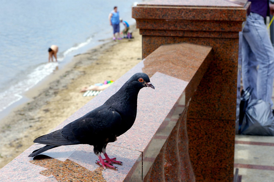 photo "Pigeon" tags: city, 
