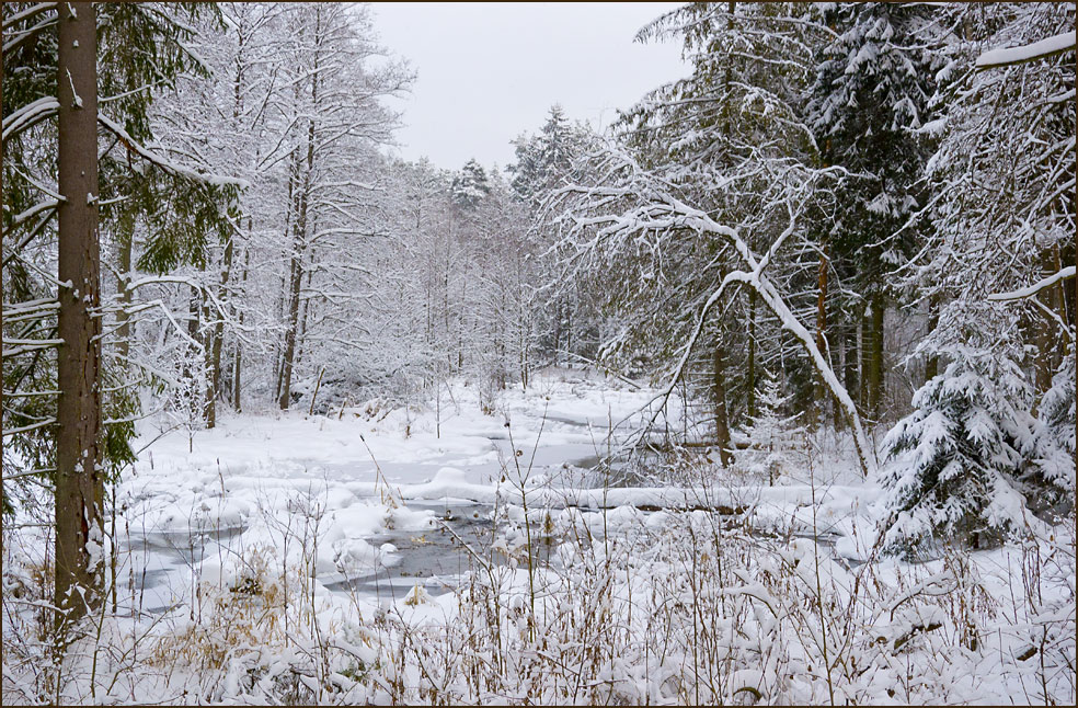 photo "In a Snowy Woodland" tags: landscape, forest, winter