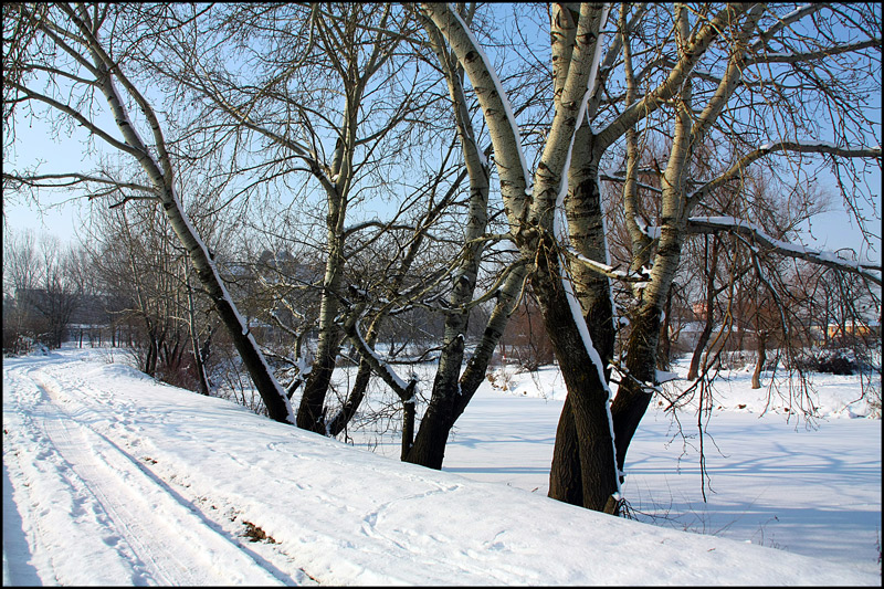 photo "Poplars on the edge" tags: landscape, lake, road, snow, trees, winter