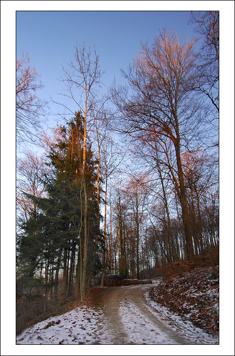 фото "Благодать февральского солнца" метки: пейзаж, зима, лес
