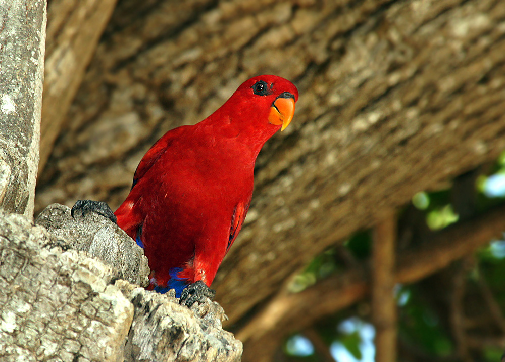 photo "птицы попугай" tags: nature, travel, Asia, wild animals