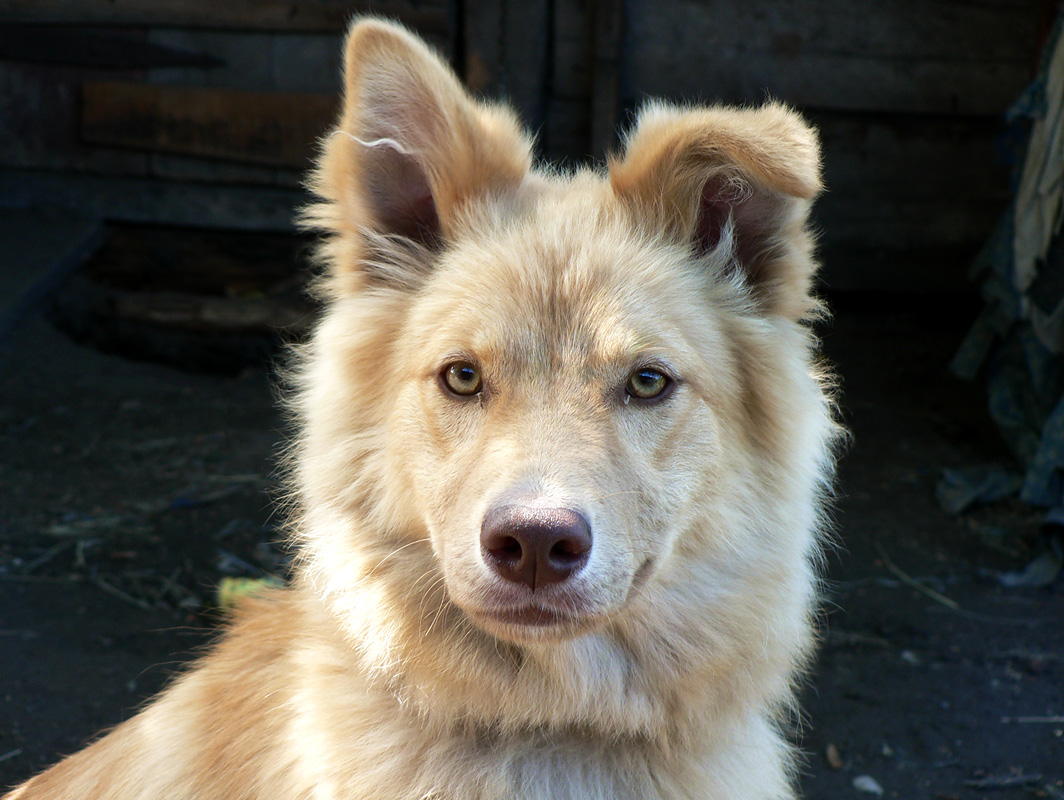 photo "portrait of a dog" tags: nature, pets/farm animals