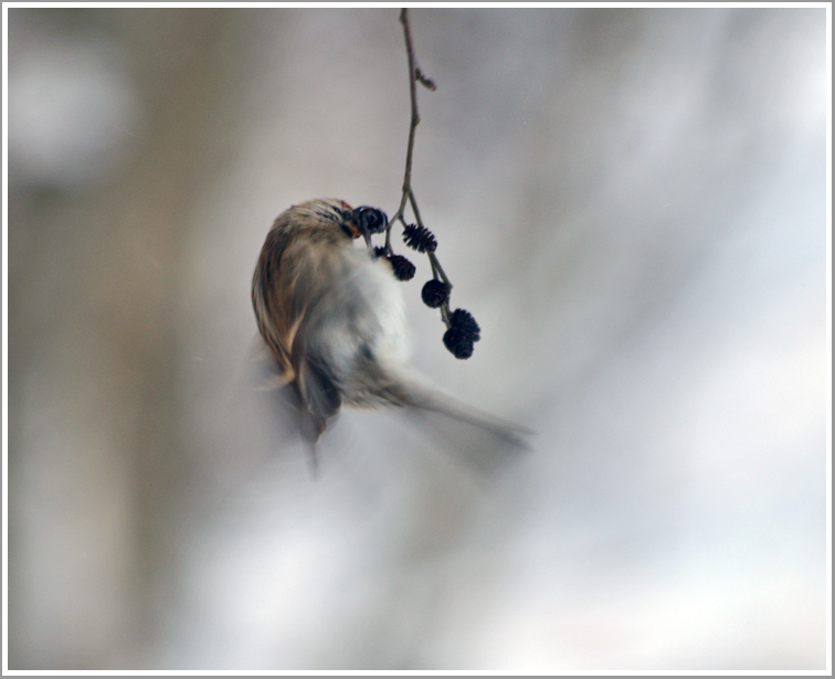 photo "***" tags: nature, wild animals