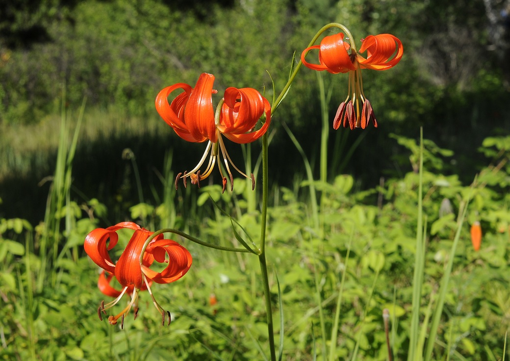 photo "***" tags: nature, flowers