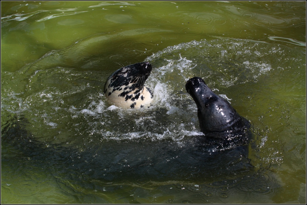 photo "Shall we dance? :)" tags: nature, wild animals