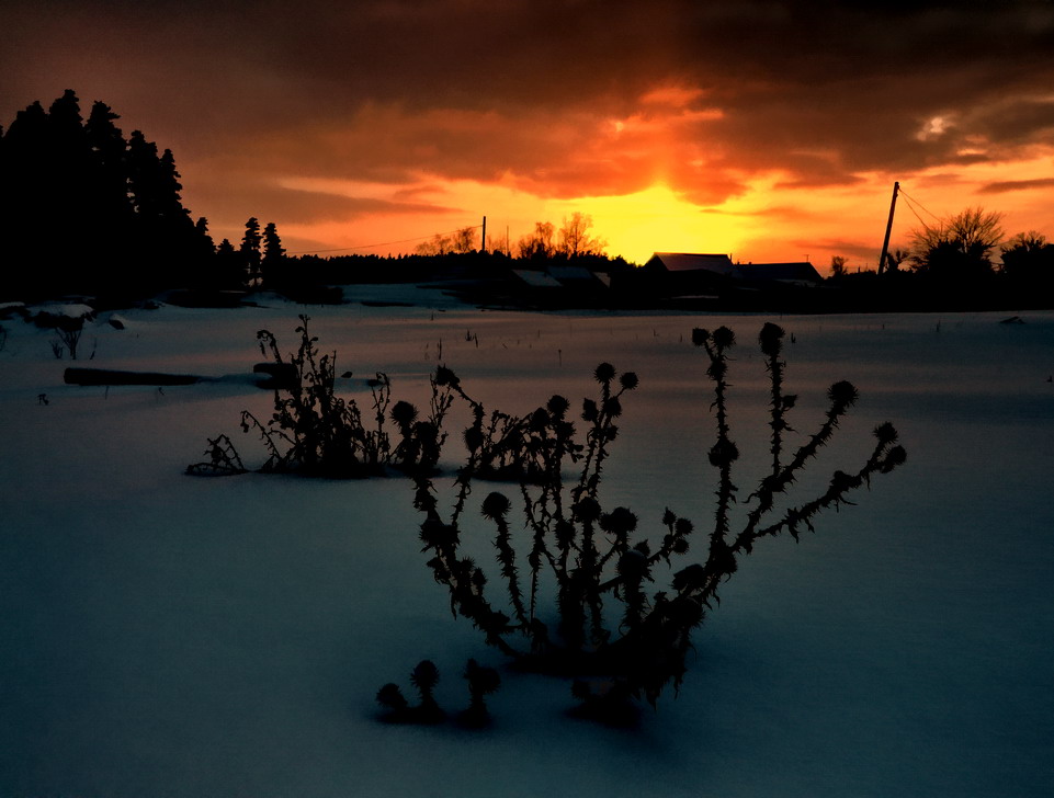 фото "Чертополох" метки: пейзаж, закат, зима