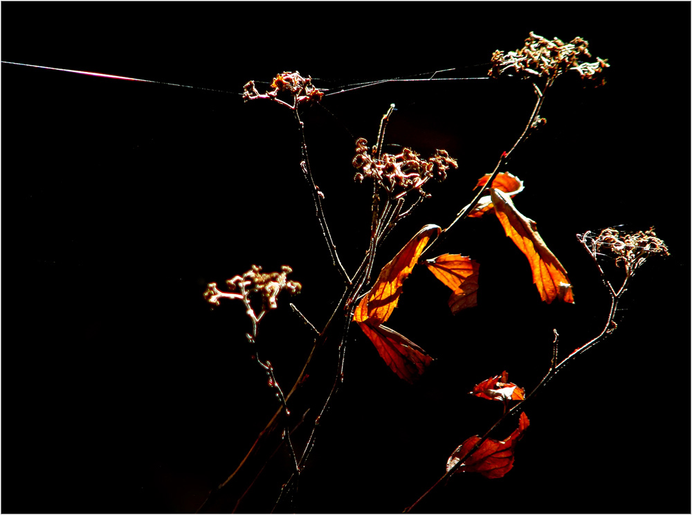 photo "***" tags: nature, genre, flowers