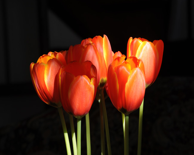 photo "chase the light" tags: nature, flowers