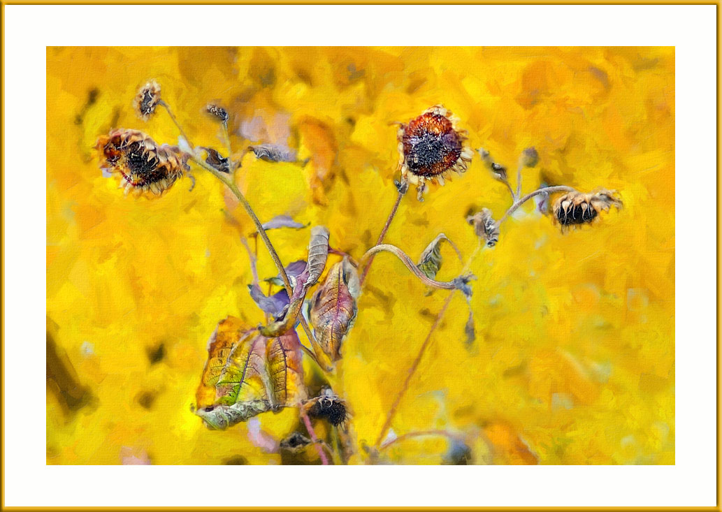 photo "***" tags: digital art, nature, flowers