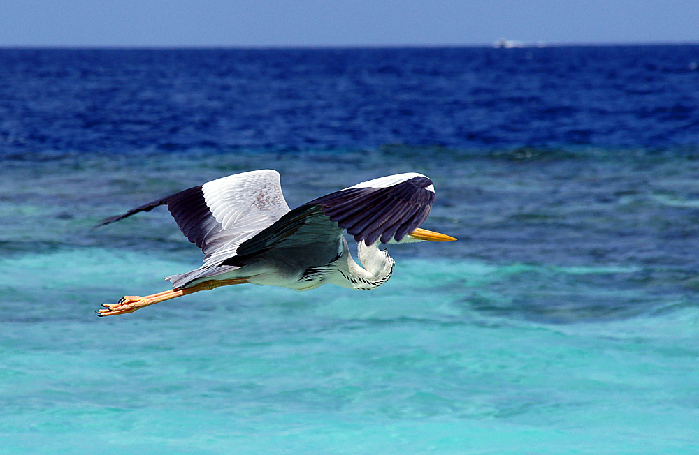 photo "птицы цапля" tags: nature, travel, Asia, wild animals