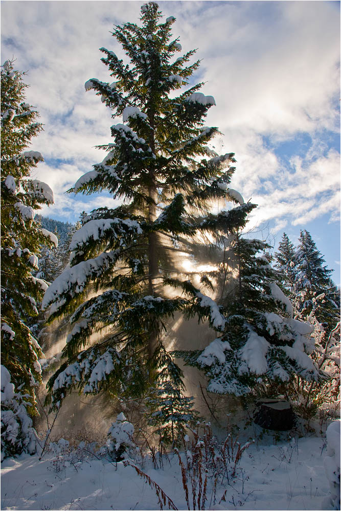 photo "One-tree snowfall" tags: landscape, forest, winter