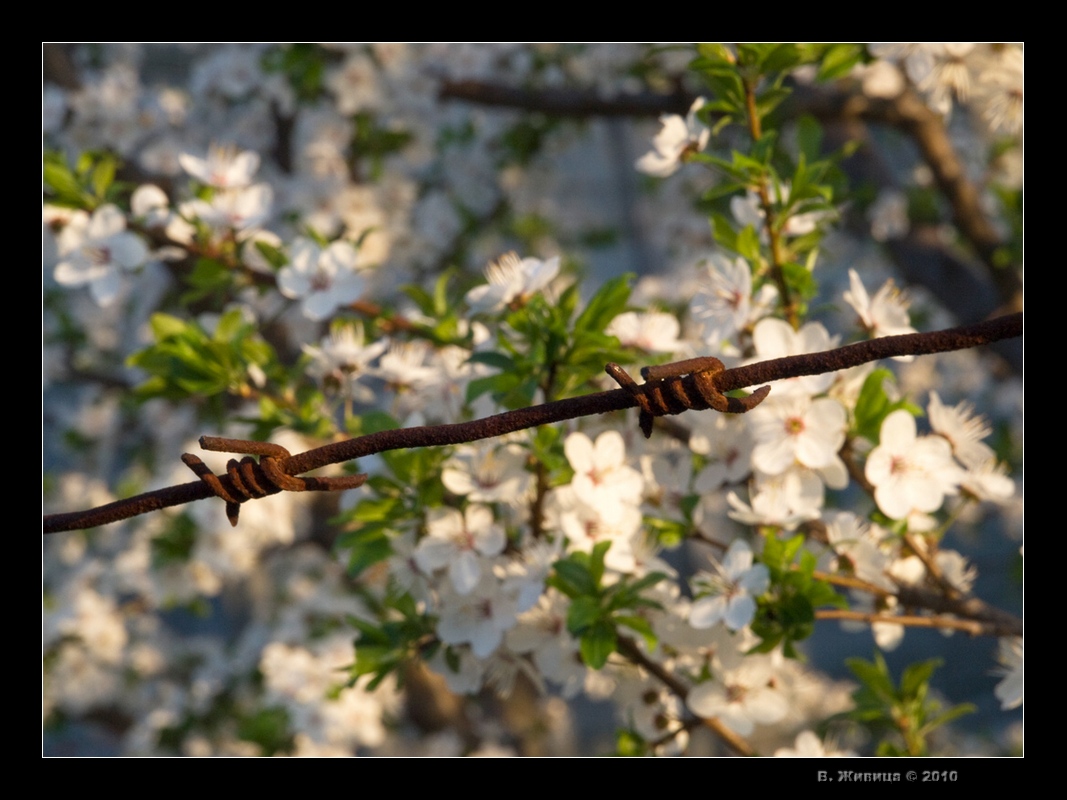 фото "Заточение" метки: пейзаж, природа, весна, цветы