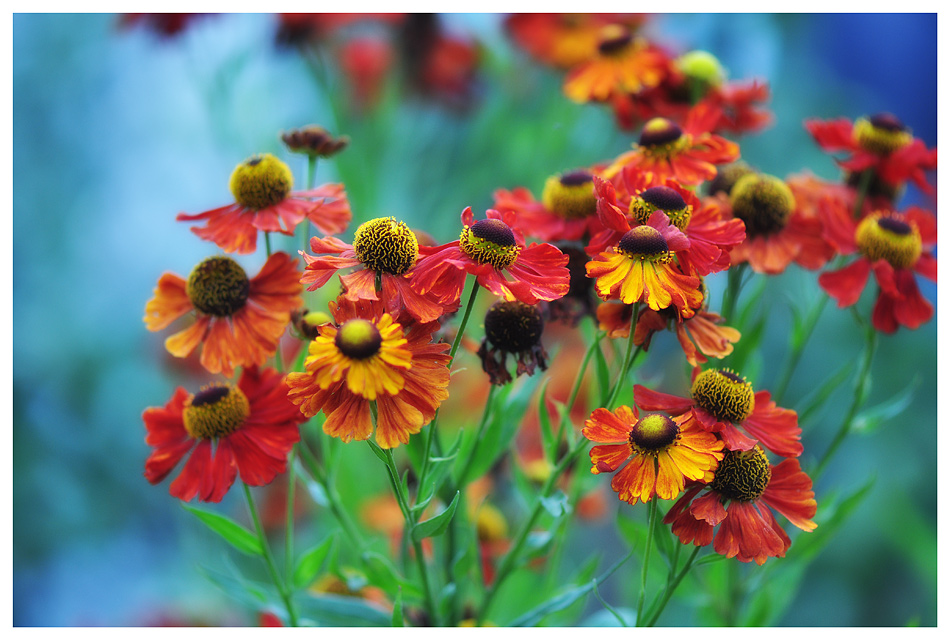 фото "Blumen" метки: макро и крупный план, 