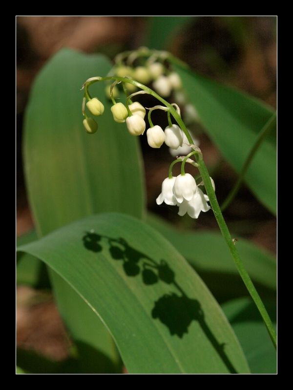 photo "***" tags: nature, flowers