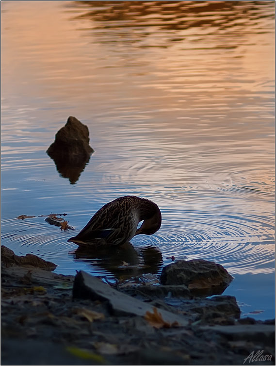 photo "***" tags: landscape, nature, water, wild animals