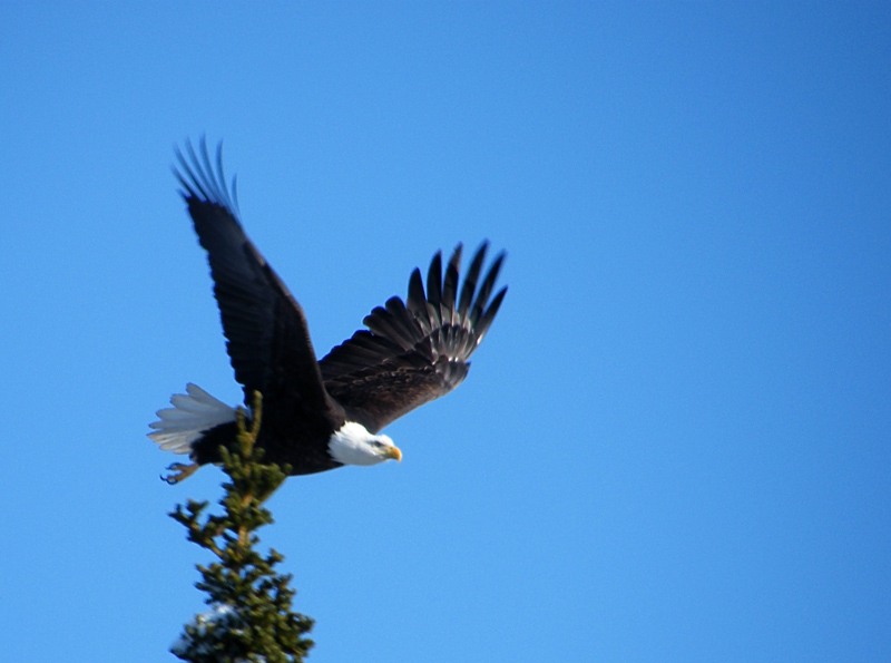 photo "Американский Орел" tags: nature, travel, North America, wild animals