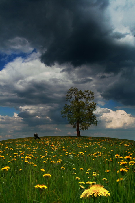 photo "a spring landscape with dandelions, cow and separate standing tree" tags: landscape, nature, spring