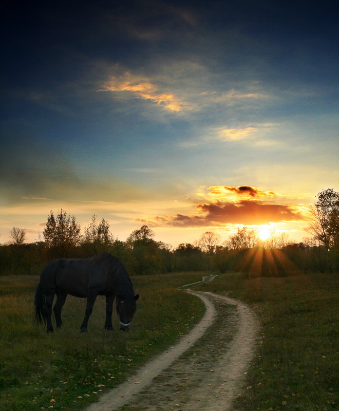 photo "about a small horsy against the sunset sun" tags: landscape, nature, pets/farm animals, sunset