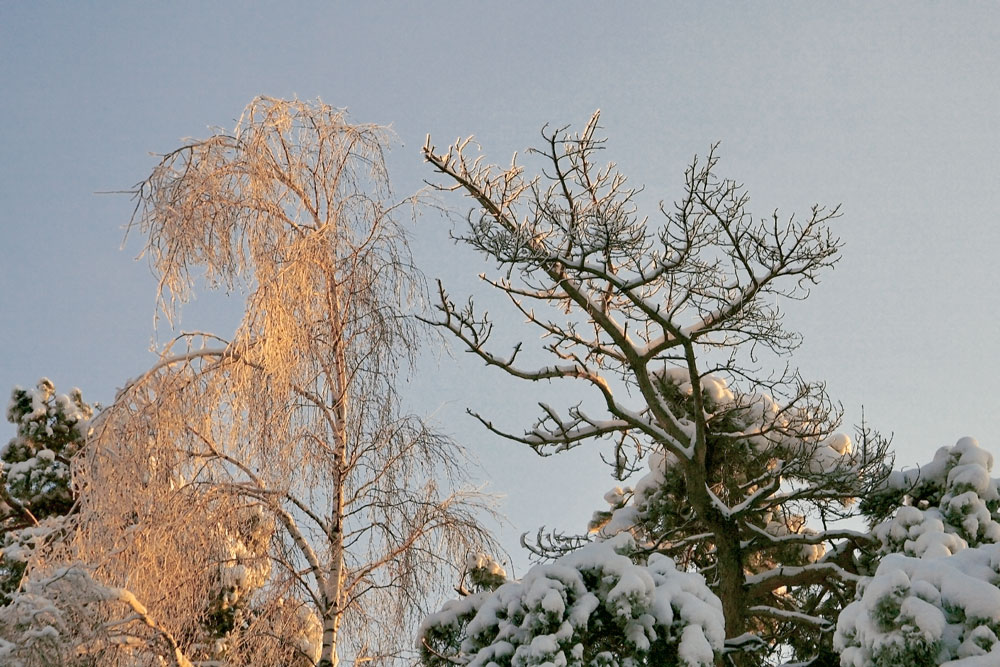 photo "***" tags: landscape, forest, winter