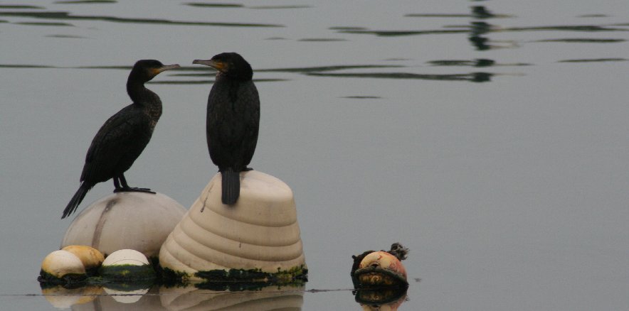photo "cormorants" tags: nature, wild animals