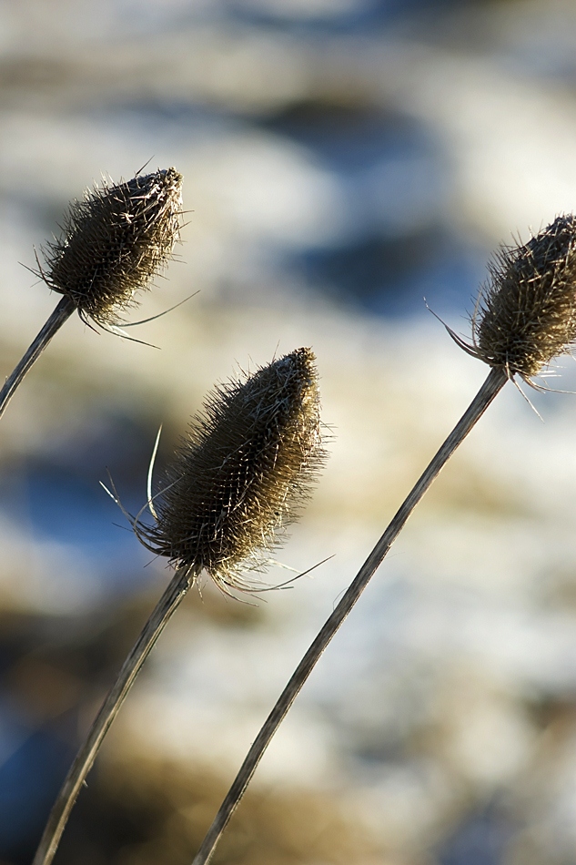 photo "Thе three prickles..." tags: nature, landscape, flowers, winter