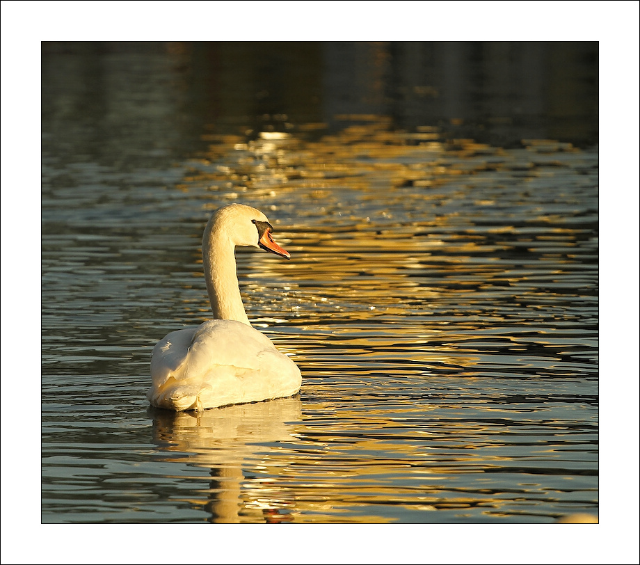 фото "***" метки: природа, дикие животные