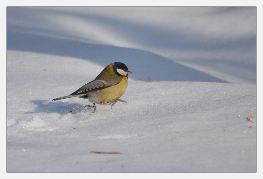 photo "Takeoff!!" tags: nature, 