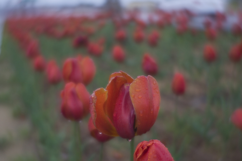 photo "Tulips" tags: nature, flowers