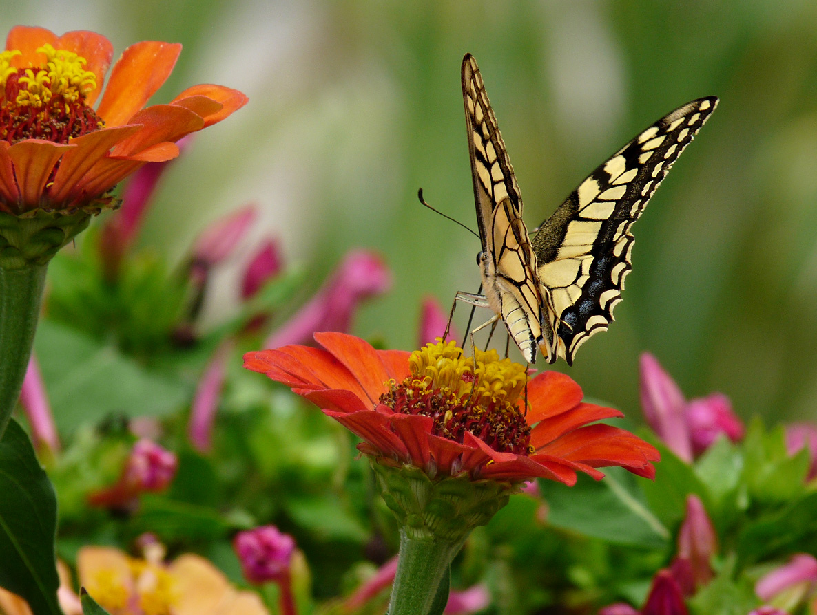 photo "***" tags: nature, macro and close-up, insect