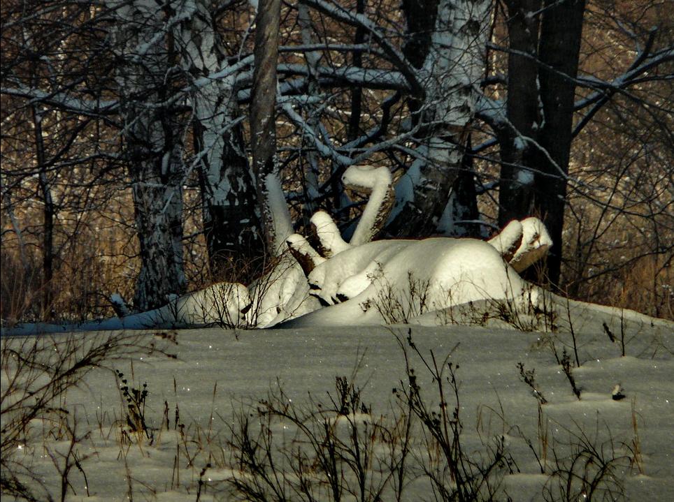 photo "Леший из отряда головоногих" tags: landscape, winter