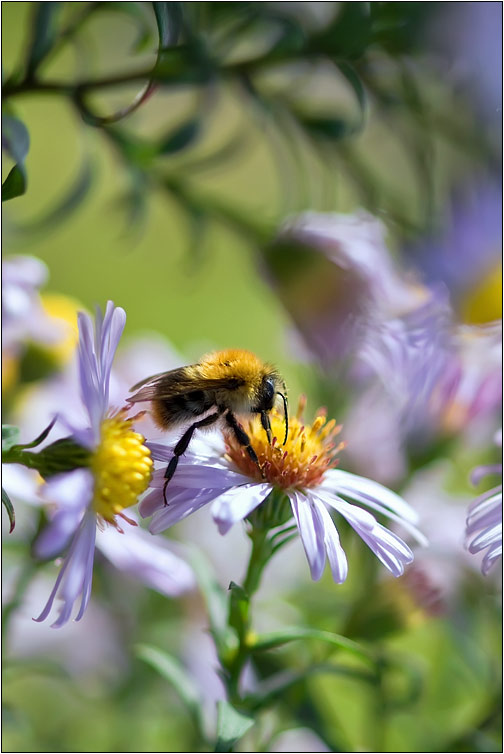 photo "***" tags: nature, flowers, insect