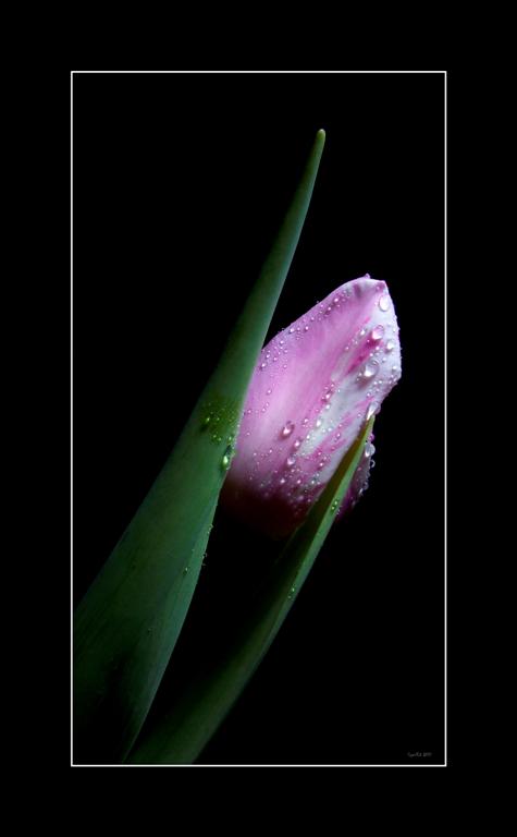 photo "***" tags: nature, flowers