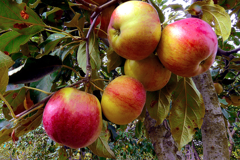фото "Autumn Fruit / Осенние фрукты" метки: природа, макро и крупный план, fruits, leaves, red, trees, осень