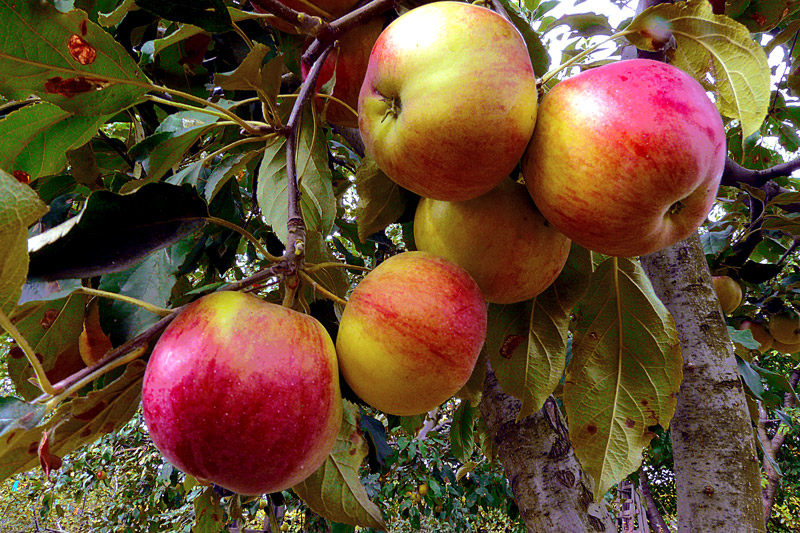 photo "Autumn Fruit / Осенние фрукты" tags: nature, macro and close-up, autumn, fruits, leaves, red, trees