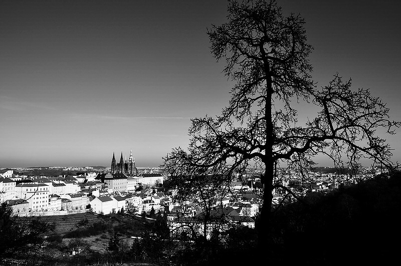 photo "Hradcany а дерево" tags: architecture, black&white, landscape, 