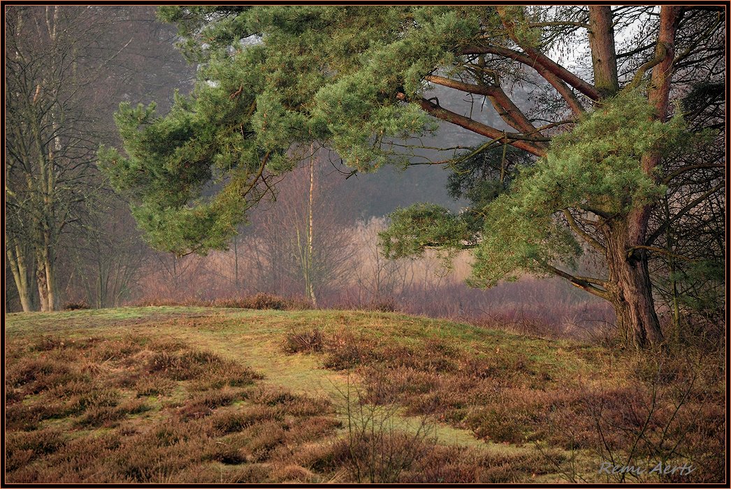 photo "***" tags: landscape, forest, winter