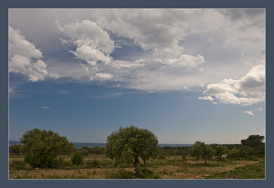 photo "There is the peace under the olives" tags: landscape, summer