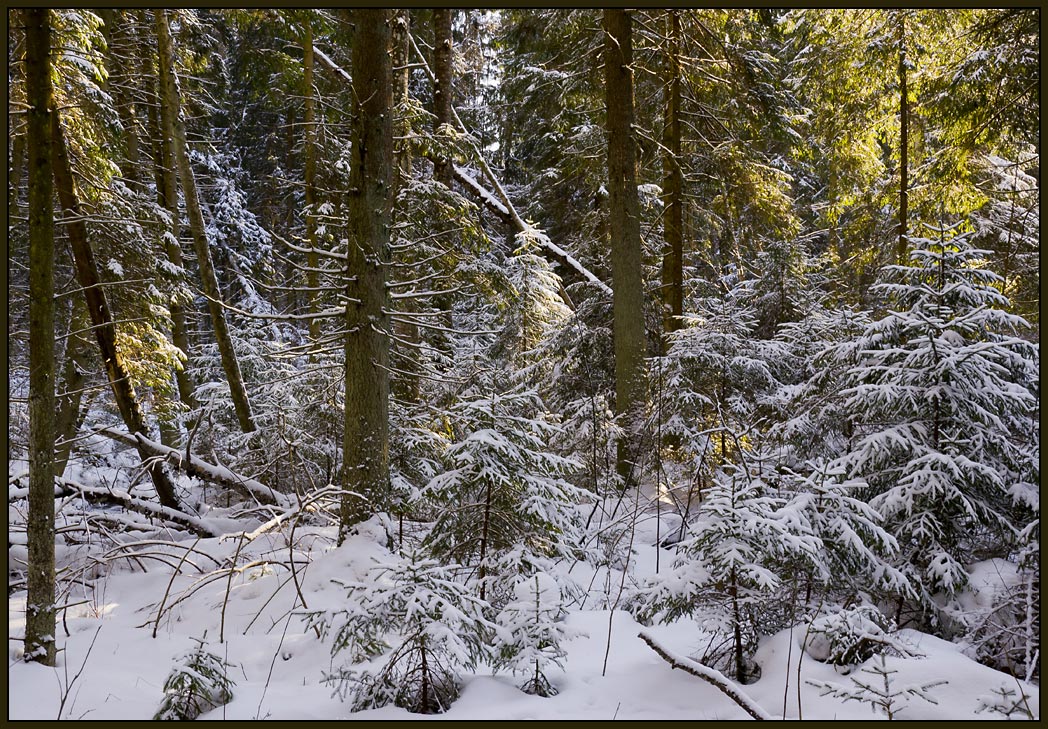 фото "В зимнем лесу" метки: пейзаж, зима, лес