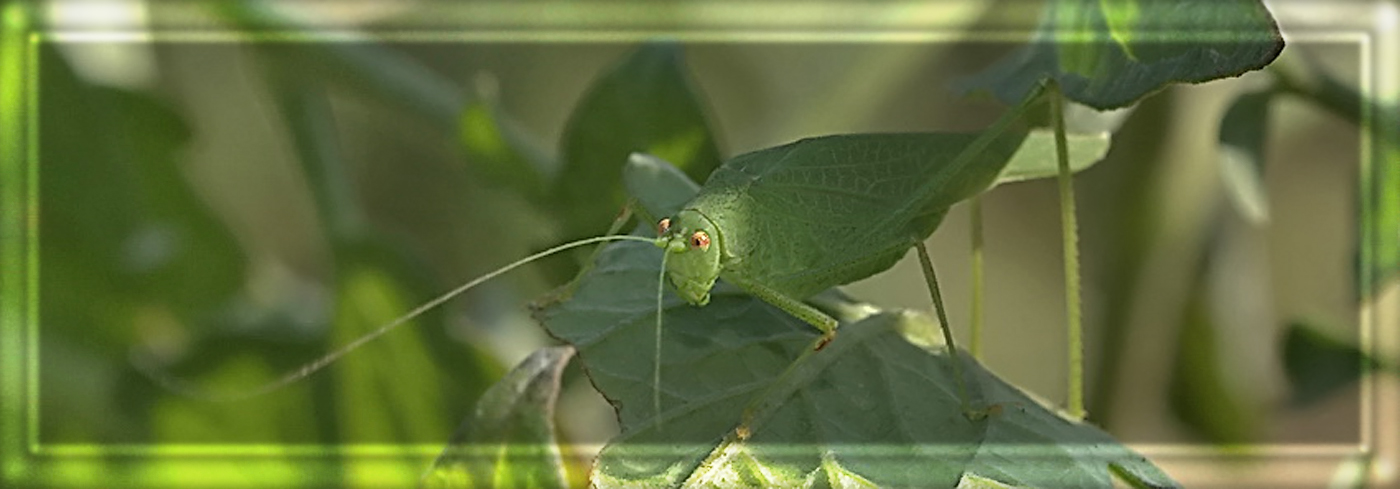 photo "***" tags: nature, macro and close-up, insect