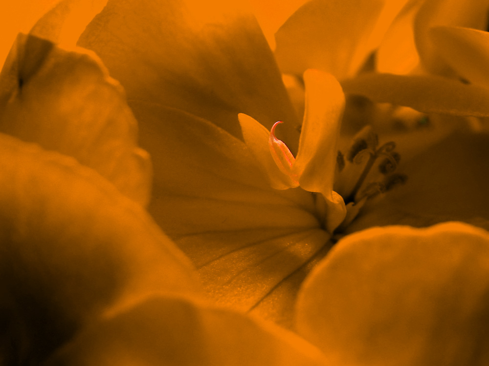 фото "В сердце герани" метки: природа, макро и крупный план, цветы
