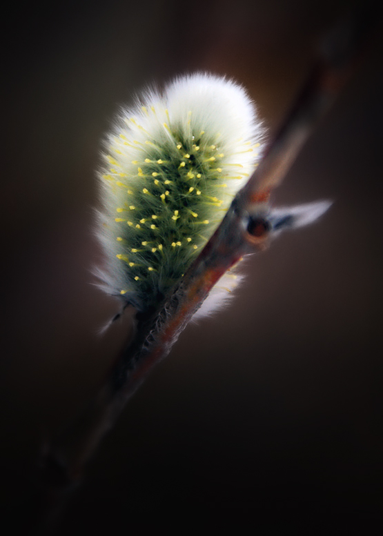 photo "***" tags: nature, flowers