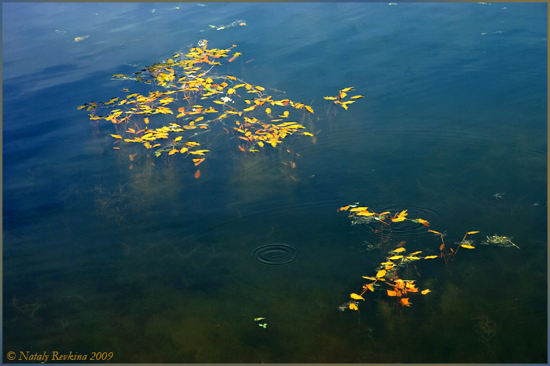 фото "Подводное царство" метки: пейзаж, вода, осень