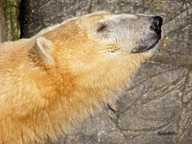фото "Polar bear." метки: природа, домашние животные
