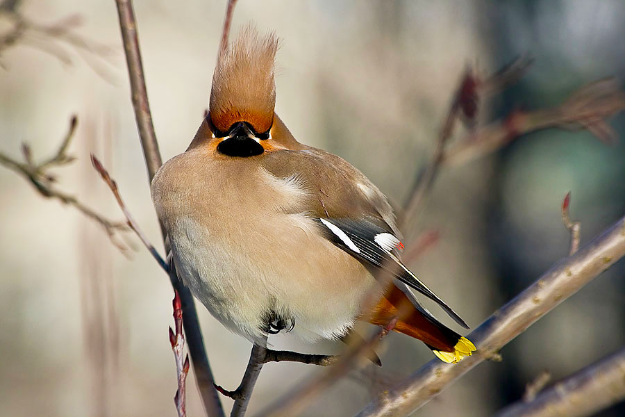 photo "***" tags: nature, wild animals