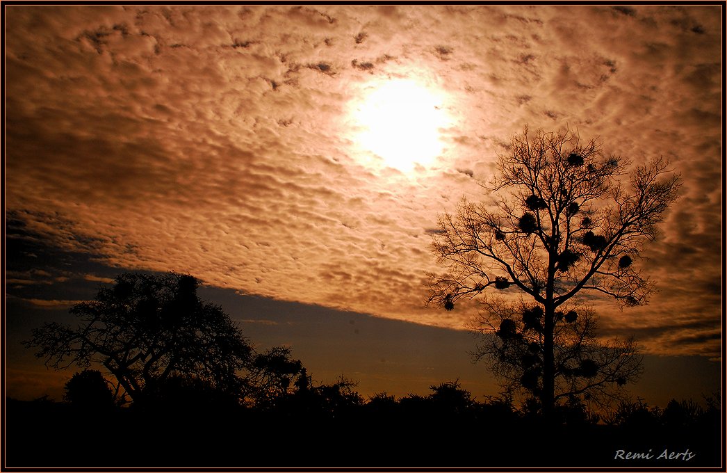 photo "Sun and mistletoe" tags: landscape, sunset