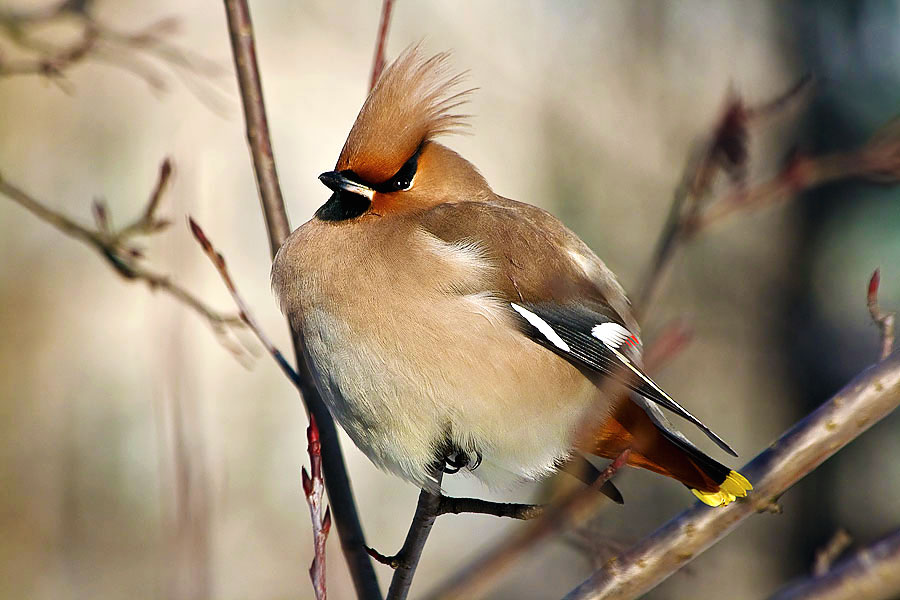 photo "***" tags: nature, wild animals