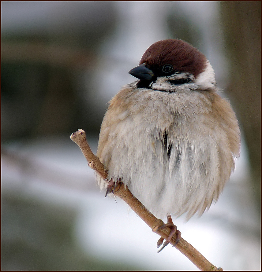 фото "Полево́й воробе́й (лат. Passer montanus)" метки: природа, дикие животные