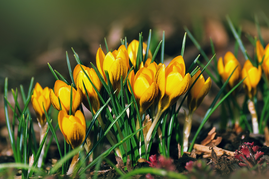 photo "***" tags: nature, flowers