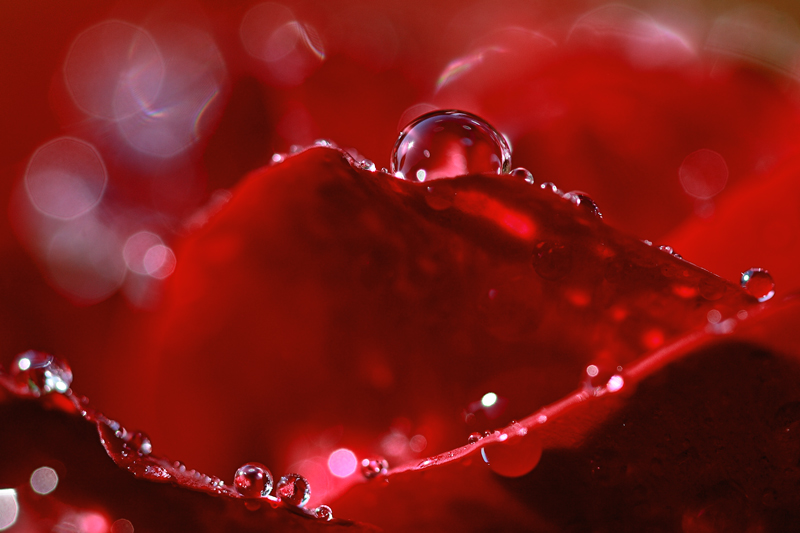 photo "***" tags: macro and close-up, nature, flowers